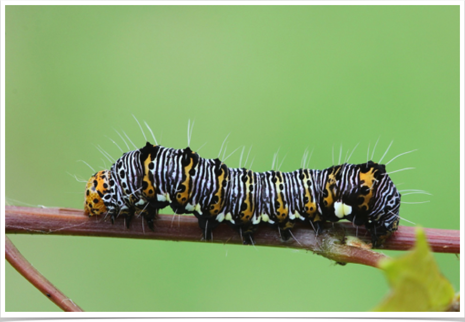 Alypia octomaculata
Eight-spotted Forester
Jefferson County, Alabama